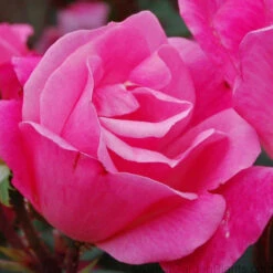 Pink Knock Out® Rose -Flowers Sales Store ROSPK2Q 3