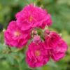 Oso Easy Peasy® Rose -Flowers Sales Store Rosa Oso Easy Pleasy 1 P