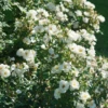 Oso Easy Ice Bay™ Rose -Flowers Sales Store RosaOsoEasyIceBayDSC07558 1080x1080 e0415bd