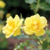 Oso Easy Lemon Zest® Rose -Flowers Sales Store RosaOsoEasyLemonZest1