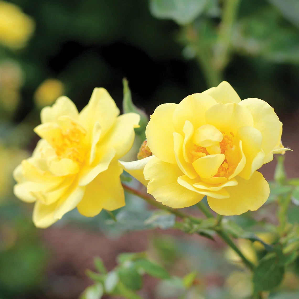 Oso Easy Lemon Zest® Rose 3 Oso Easy Lemon Zest® Rose