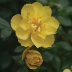 Oso Easy Lemon Zest® Rose 11 Oso Easy Lemon Zest® Rose -Flowers Sales Store RosaOsoEasyLemonZest2
