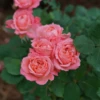 Reminiscent™ Coral Rose 2 Reminiscent™ Coral Rose -Flowers Sales Store RosaReminiscentCoralDSC04183 800x800 1aecebf