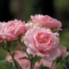 Reminiscent™ Pink Rose 1 Reminiscent™ Pink Rose -Flowers Sales Store RosaReminiscentPinkP1071862 800x800 ffeac07