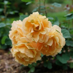 Rise Up Amberness™ Climbing Rose 7 Rise Up Amberness™ Climbing Rose -Flowers Sales Store RosaRiseUpAmbernessDSC09017 800x800 6ca8a6a