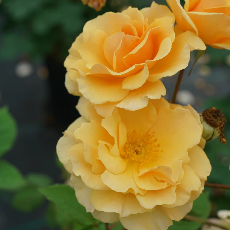 Rise Up Amberness™ Climbing Rose 3 Rise Up Amberness™ Climbing Rose - Image 2