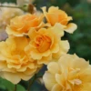 Rise Up Amberness™ Climbing Rose -Flowers Sales Store RosaRiseUpAmbernessDSC09290 800x800 72ab01e