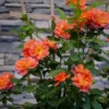 Rise Up Emberays™ Climbing Rose -Flowers Sales Store RosaRiseUpEmberaysP1184651 1080x1080 4ad4f3d