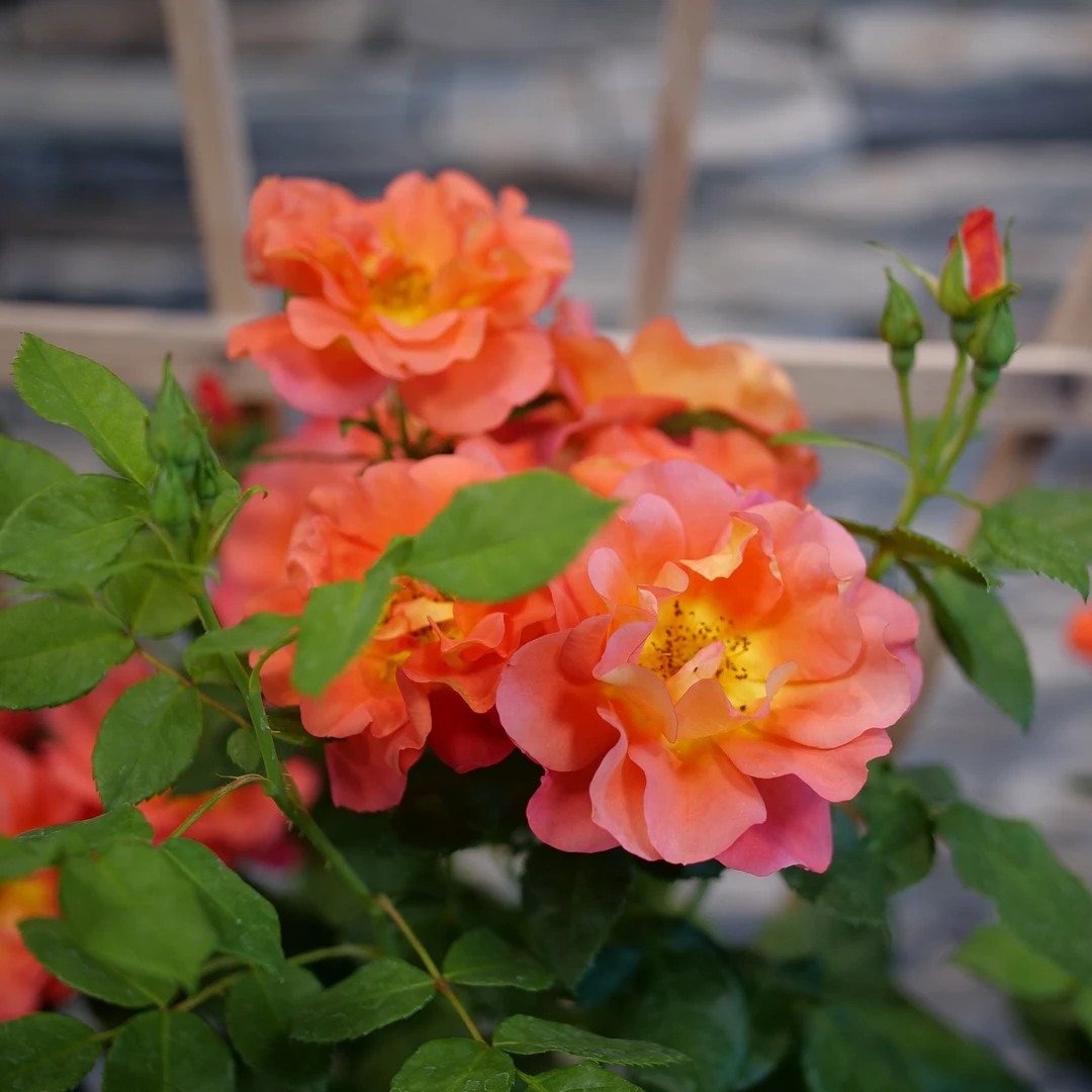 Rise Up Emberays™ Climbing Rose 4 Rise Up Emberays™ Climbing Rose - Image 2