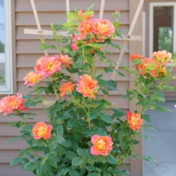 Rise Up Emberays™ Climbing Rose 9 Rise Up Emberays™ Climbing Rose -Flowers Sales Store RosaRiseUpEmberaysP1184672 1080x1080 5f6a7b4
