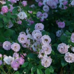 Rise Up Lilac Days™ Climbing Rose -Flowers Sales Store RosaRiseUpLilacDaysDSC07015 800x800 ccb5c78