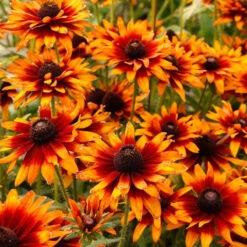 'Summer Sienna' Sweet Coneflower (Rudbeckia) -Flowers Sales Store Rudbeckia Summer Sienna 1