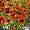 'Summer Sienna' Sweet Coneflower (Rudbeckia) 1 'Summer Sienna' Sweet Coneflower (Rudbeckia) -Flowers Sales Store Rudbeckia Summer Sienna 3