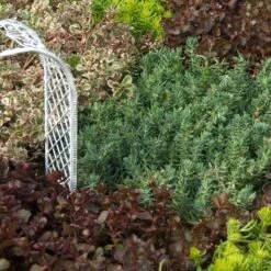 'Blue Spruce' Stonecrop -Flowers Sales Store SEDBS1Q 2 sw