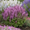 'Pink Profusion' Salvia -Flowers Sales Store Salvianemorosa PinkProfusion PP31435CPBRAF0002lowres