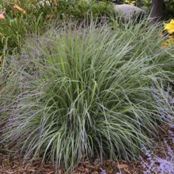 'Twilight Zone' Little Bluestem Grass -Flowers Sales Store Schizachyrium TwilightZone LittleBluestem