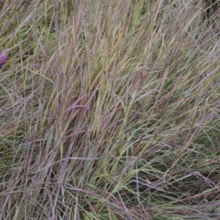 'Twilight Zone' Little Bluestem Grass -Flowers Sales Store Schizachyrium TwilightZone LittleBluestem 3