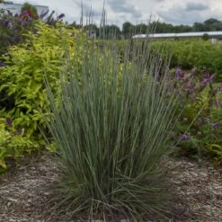 Prairie Winds® 'Blue Paradise' Bluestem Grass -Flowers Sales Store Schizachyriumscoparium BlueParadise PP28145CPBR56500002highres sw