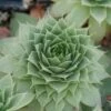 'Hopewell' Hens & Chicks 2 'Hopewell' Hens & Chicks -Flowers Sales Store Sempervivum Hopewell 1 sw