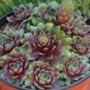 'Ruby Heart' Hens & Chicks -Flowers Sales Store Sempervivum Ruby Heart 1 P