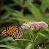 'Cinderella' Swamp Milkweed -Flowers Sales Store Swampmilkweedinthegarden