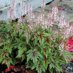 'Sugar & Spice' Foamflower -Flowers Sales Store TIASS1Q 1