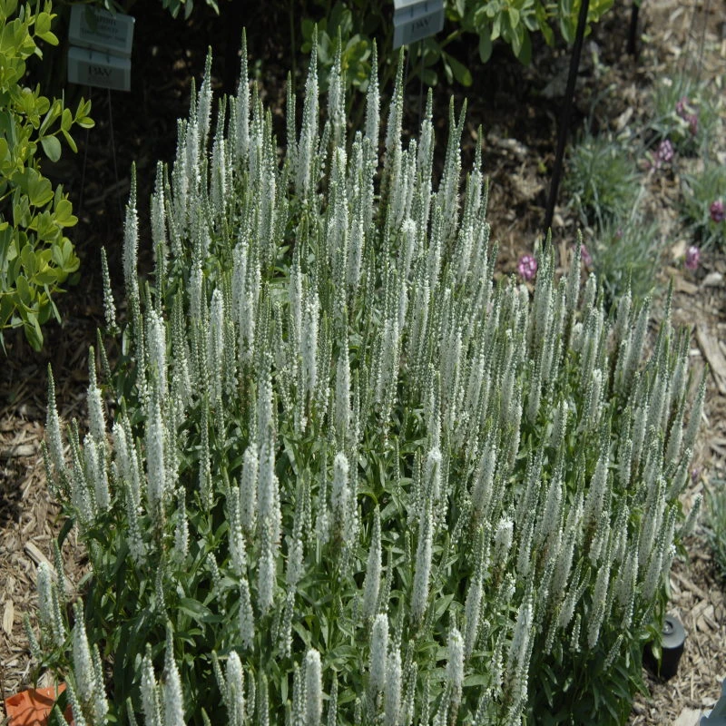 Magic Show® 'White Wands' Spike Speedwell 4 Magic Show® 'White Wands' Spike Speedwell - Image 2