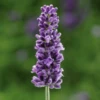 'Vintro Blue’ English Lavender -Flowers Sales Store VintroBlueLavender
