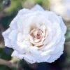 White Drift® Rose -Flowers Sales Store WhiteDrift Rose