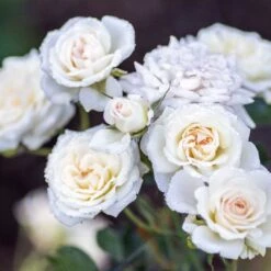 White Drift® Rose -Flowers Sales Store WhiteDrift Rose 3