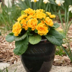 Bouquet Perfect™ 'Mandarin' Primrose 6 Bouquet Perfect™ 'Mandarin' Primrose -Flowers Sales Store a20290eaa51c635a80390eab2148cd2e