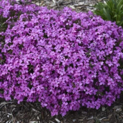 'Magenta Sprite' Hybrid Spring Phlox -Flowers Sales Store a3a561a4ec62518a5b11e34186cf3056