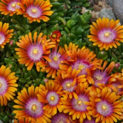 Fire Spinner® Ice Plant