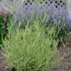 Platinum Blonde™ Lavender 1 Platinum Blonde™ Lavender -Flowers Sales Store a66301a91b07417a013723974b82e0c2 9e841bb9 621c 45c4 8ae0 a12bfaba062a