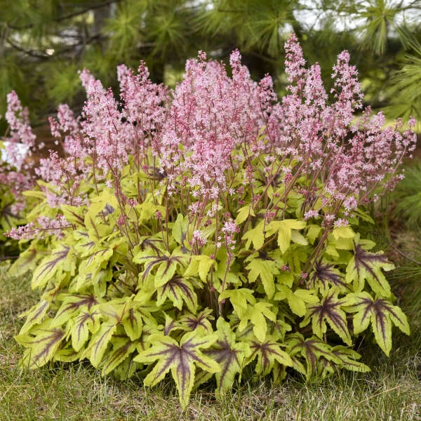 Fun And Games® 'Eye Spy' Foamy Bells 3 Fun And Games® 'Eye Spy' Foamy Bells