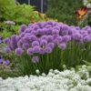 'Millenium' Allium -Flowers Sales Store aa0abf0cb08808486b6a869ba0e8e3c6