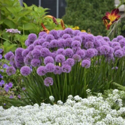 'Millenium' Allium