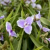 'Webmaster' Spiderwort -Flowers Sales Store aa7c482d190ecfec15c459286466f6f0