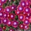 Kaleidoscope™ 'Razzle Dazzle' Ice Plant -Flowers Sales Store ab9f8d4fa0a4d8a31f5570bddb964d2d