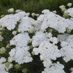 'Firefly Diamond' Yarrow 8 'Firefly Diamond' Yarrow -Flowers Sales Store achillea firefly diamond yarrow 2 sw