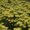 'Firefly Sunshine' Yarrow -Flowers Sales Store achillea firefly sunshine yarrow 1 sw
