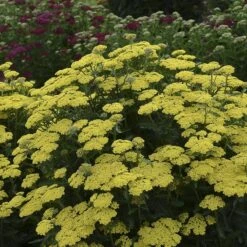 'Firefly Sunshine' Yarrow -Flowers Sales Store achillea firefly sunshine yarrow 2 sw