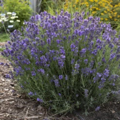 'Hidcote' Lavender -Flowers Sales Store ad777dfe720023c87b88b7911572cb2f