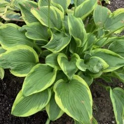 Shadowland® 'Lone Star' Hosta -Flowers Sales Store adf534505a6fa203ffe8e4351850b130