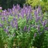 'Blue Boa' Hummingbird Mint -Flowers Sales Store agastache blue boa 1 5db46072 3e94 4154 9b1e 77a9784b8e4f sw
