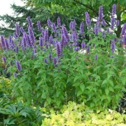 'Blue Boa' Hummingbird Mint -Flowers Sales Store agastache blue boa 3 029cfbf5 6258 4ea5 a35f 3b9fed44be96 sw