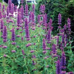 'Blue Boa' Hummingbird Mint -Flowers Sales Store agastache blue boa 4 b931e810 6f31 48ec a96b ffabeb9ae4c4 sw