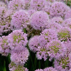'Millenium' Allium -Flowers Sales Store allium millenium 2