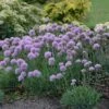 'Blue Eddy' Allium -Flowers Sales Store allium senescens blue eddy 1 sw