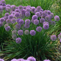 'Serendipity' Allium -Flowers Sales Store allium serendipity german garlic 1 P